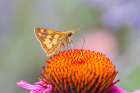 Pecks skipper on purple coneflower, Marion County, Illinois. Art Print